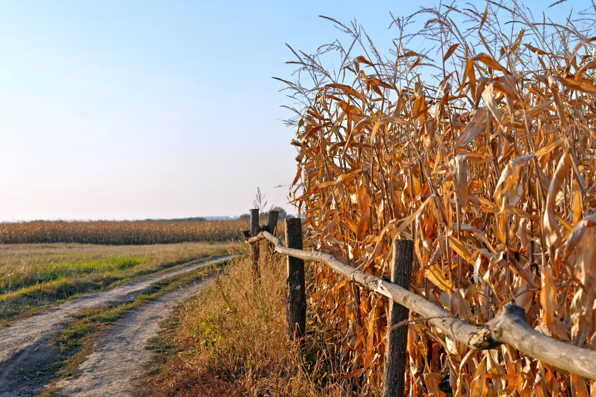 Dry agricultural stalks for roughage and processing