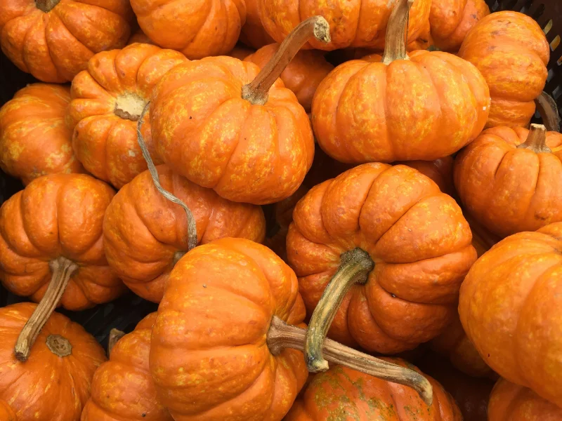 Sweet, firm-fleshed pumpkins packed for export with excellent shelf stability