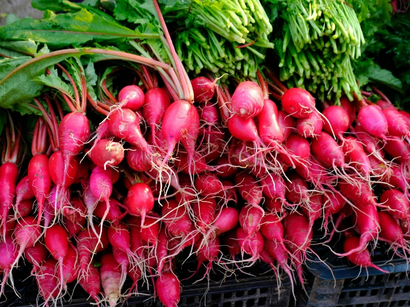 Crisp white radishes cleaned and bundled for wholesale and export orders