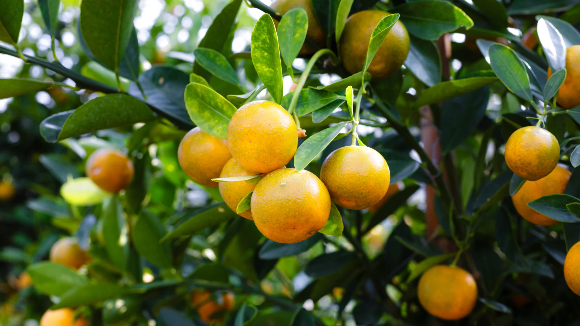 Fresh Pakistani Fruter citrus with smooth peel, graded for export packing