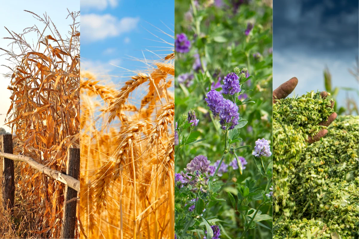 Rhodes Grass forage export
